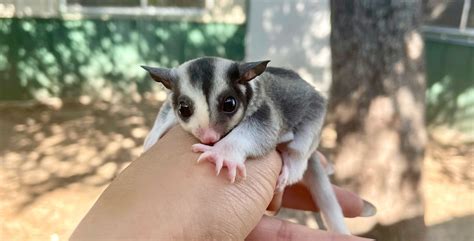 He will be two years old on february nineteenth of t. . Sugar gliders for sale near me
